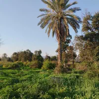 فروش باغ در محله بندملا سرخیابان ( رودان )