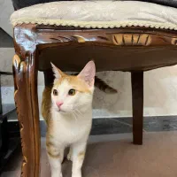 گربه واگذاری