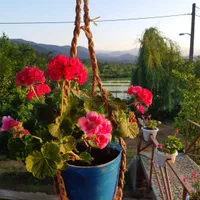 مجتمع اقامتی کلبه آرامش چماچاء|اجارهٔ کوتاه‌مدت ویلا و باغ|رشت, استقامت ۲|دیوار