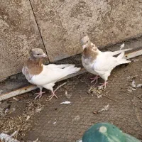 کبوتر کله زرد|پرنده|مبارکه, |دیوار