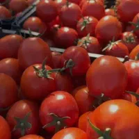 پخش تره بار رستورانی