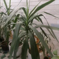 دو عدد گل زیبا به همراه گلدان سرامیکی