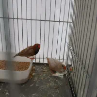 فنج اورنج|پرنده|فردیس, شهرک شهید حسینی|دیوار