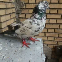 کبوتر سوسکی ماده