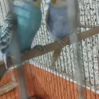 مرغ عشق با قفس