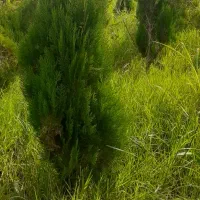 ۴۰۰۰ کاج طبری پنج ساله یکدست حراج|خدمات باغبانی و درختکاری|رشت, چمارسرا|دیوار