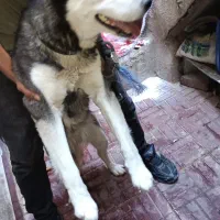 سگ هاسکی نر
