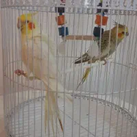 فروش یه جفت عروس هلندی