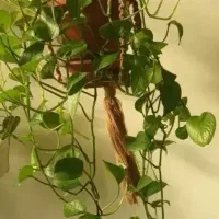 پتوس ۳مدل دریک گلدان