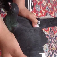 کفتر معاوضه با عروس هلندی