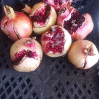 انار خندان درجه یک|عمده‌فروشی|شیراز, بازار|دیوار