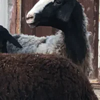 شیشک میش ابستن چالی(بره بزغاله)گوسفند