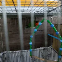 یک جفت طوطی برزیلی مولد