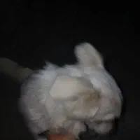 سگ)|سگ|رامسر, |دیوار