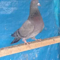 کبوتر پرشی|پرنده|تهران, باغ خزانه|دیوار