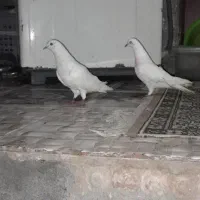 سه عدد کبوتر پرشی|پرنده|گرگان, |دیوار