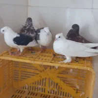 کبوتر پرشی|پرنده|خرمدره, |دیوار