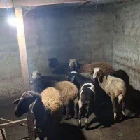 فروش گوسفند داشتی|حیوانات مزرعه|پایین هولار, |دیوار