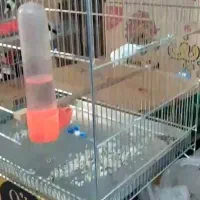 سهره دهندار و غول پیکر