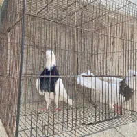 کلفه جفت|پرنده|اردبیل, |دیوار