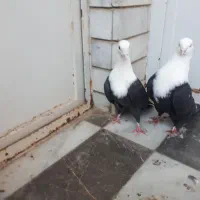 کربلایی سیاه