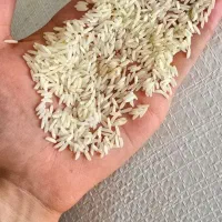 برنج طارم شمال