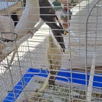 فروش سه تا عروس هلندی زیبا و سالم و سرحال با تخفیف|پرنده|قزوین, |دیوار