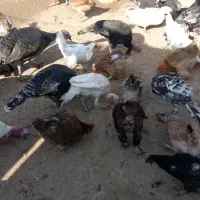 مرغ و خروس و بوقلمون|حیوانات مزرعه|دوگنبدان, |دیوار