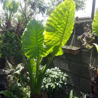 گل بابا ادم و سیکاس