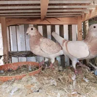 سوسنی|پرنده|شیراز, سهل‌آباد|دیوار