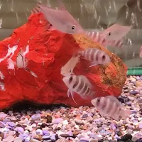 منا رمبو فرانتوزا کویین آکارا فلگ تیل