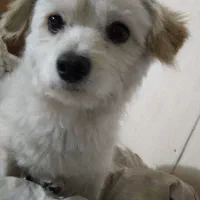 گمشده