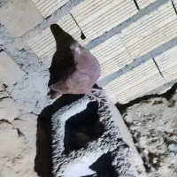 کبوتر قرمزه