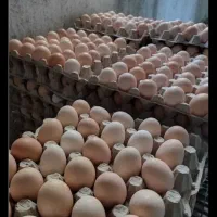 تخم نطفه دار