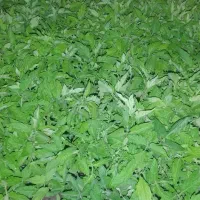 فروش نشاء گوجه فرنگی