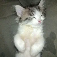 واگذاری بچه گربه خوشگل و شیطون