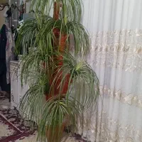 نخل تزئینی