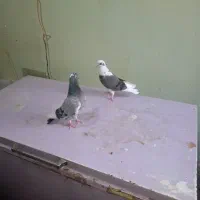 چندجفت شازده تهرانی|پرنده|بندر ماهشهر, |دیوار