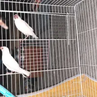 نرگس|پرنده|زاهدان, |دیوار