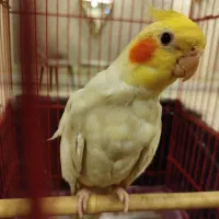 عروس هلندی لوتینو