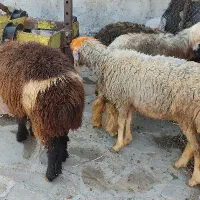 بره لری|حیوانات مزرعه|مسجد سلیمان, |دیوار