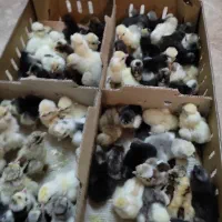 جوجه سلطان عثمانی