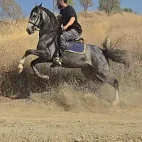 اسب شیره کور تمام شجره کرد