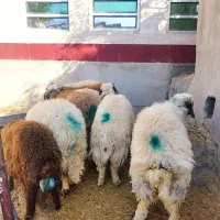 بره پروار ثابت بتونی و کاورچاق  کیلویی 320 مفت