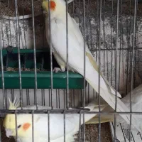 فروش عروس هلندیهای تازه دونخور تکی و تعداد