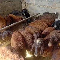 انواع گوسفند زنده