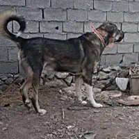 واگذاری سگ عراقی