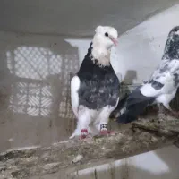 کفتر