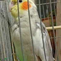 جوجه عروس هلندی|پرنده|بیرجند, |دیوار