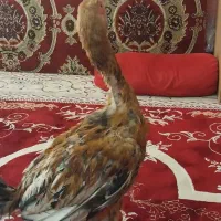 خروس لاری افغان